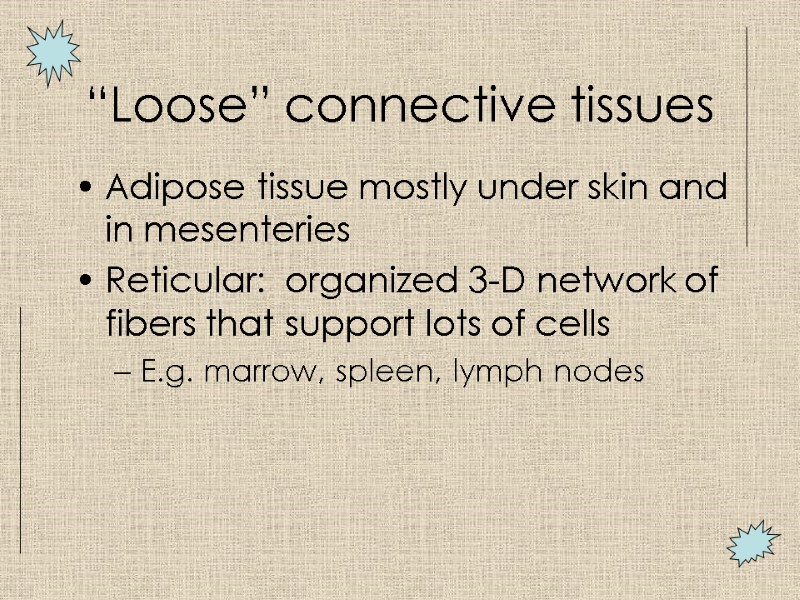 “Loose” connective tissues Adipose tissue mostly under skin and in mesenteries Reticular:  organized